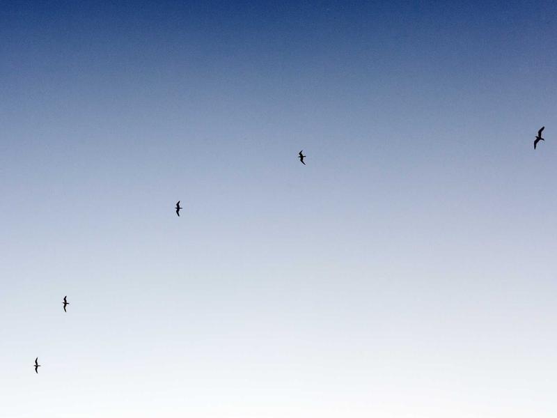 苹果ID无法退出<br>退出按钮灰色不可点解决
